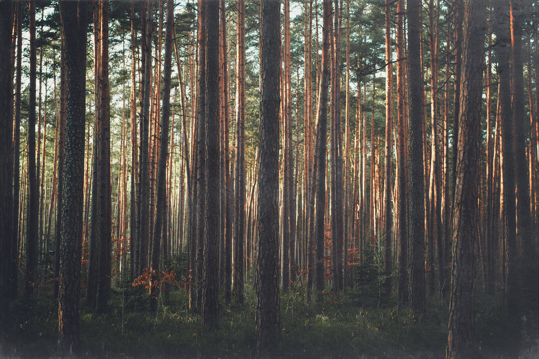 Sustainability Network