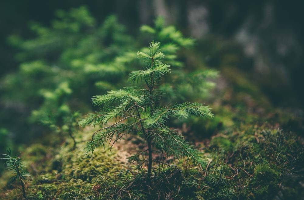 20 Trees Planted